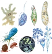 Мікроорганізми